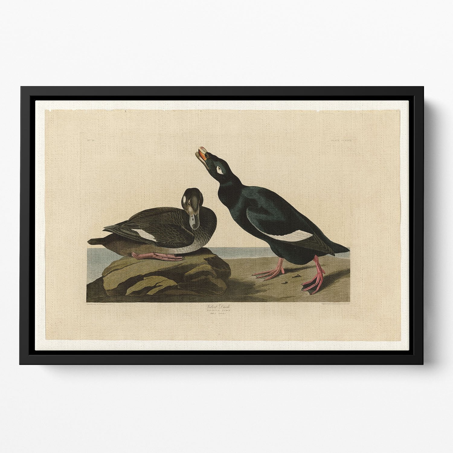 Velvet Duck by Audubon Floating Framed Canvas