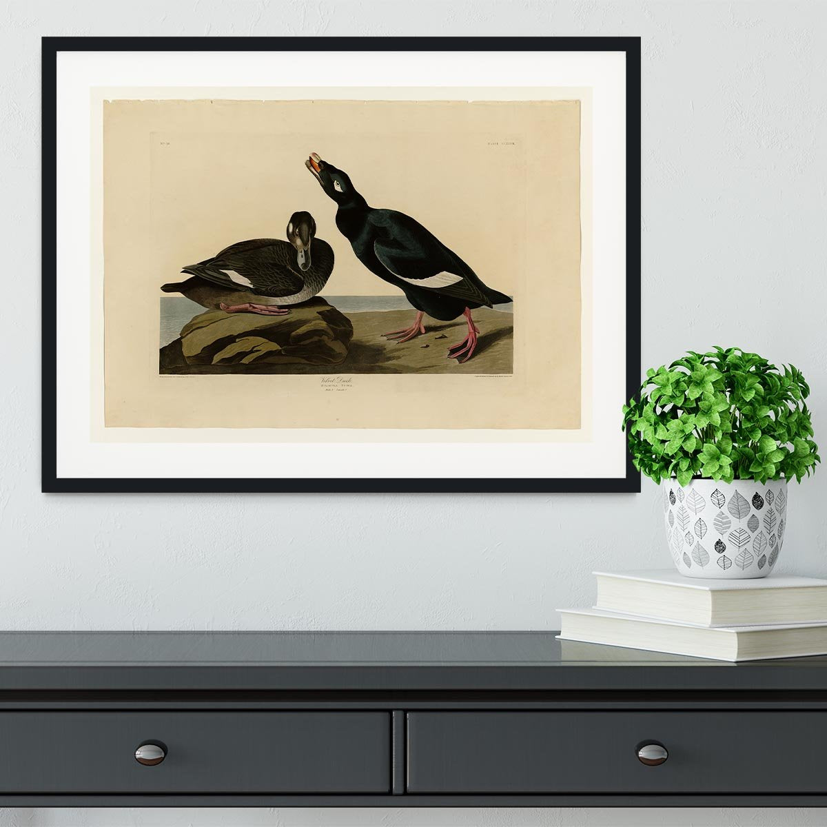Velvet Duck by Audubon Framed Print - Canvas Art Rocks - 1