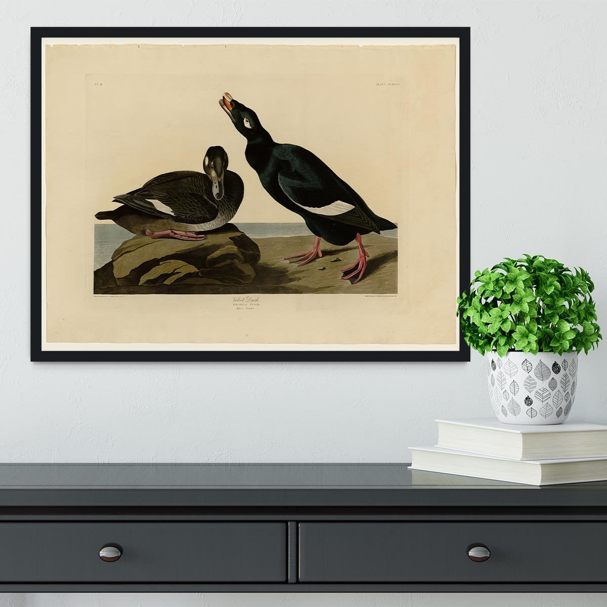 Velvet Duck by Audubon Framed Print - Canvas Art Rocks - 2