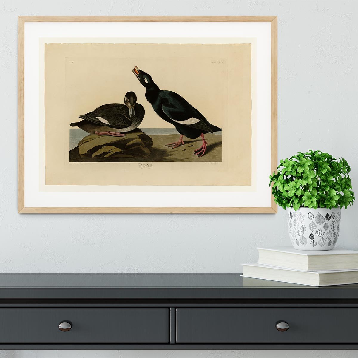 Velvet Duck by Audubon Framed Print - Canvas Art Rocks - 3