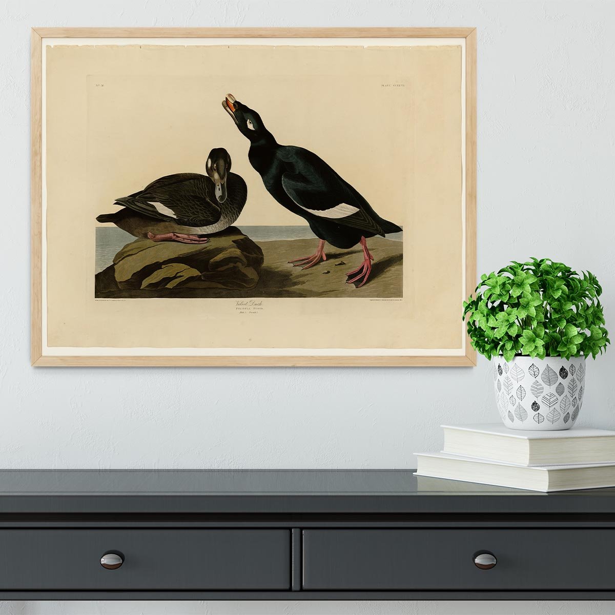 Velvet Duck by Audubon Framed Print - Canvas Art Rocks - 4