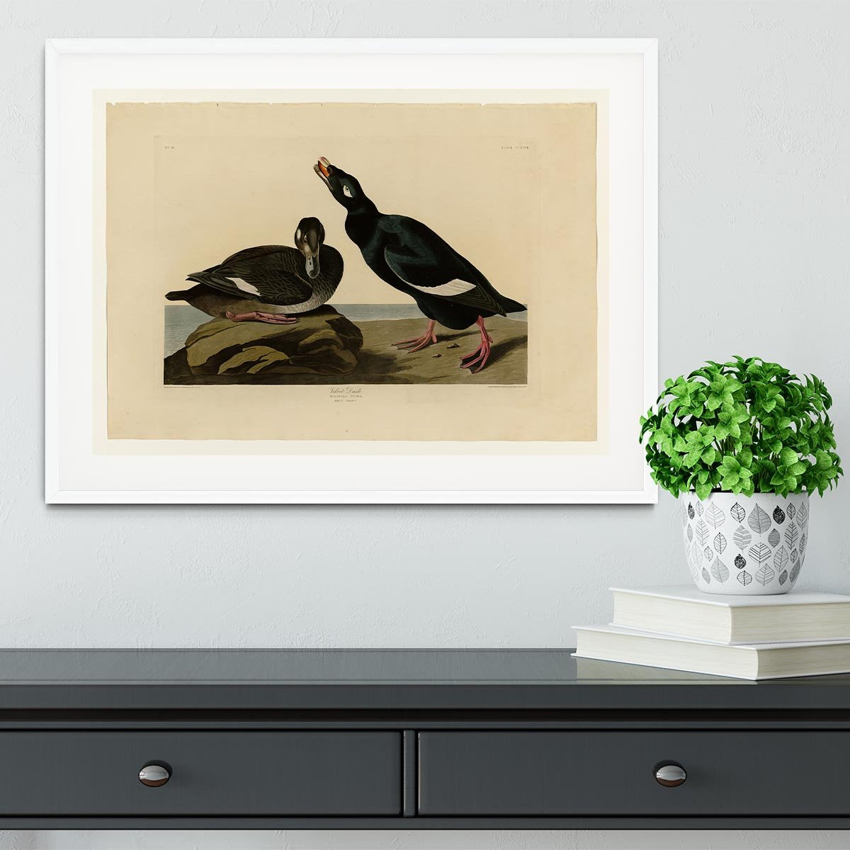 Velvet Duck by Audubon Framed Print - Canvas Art Rocks - 5