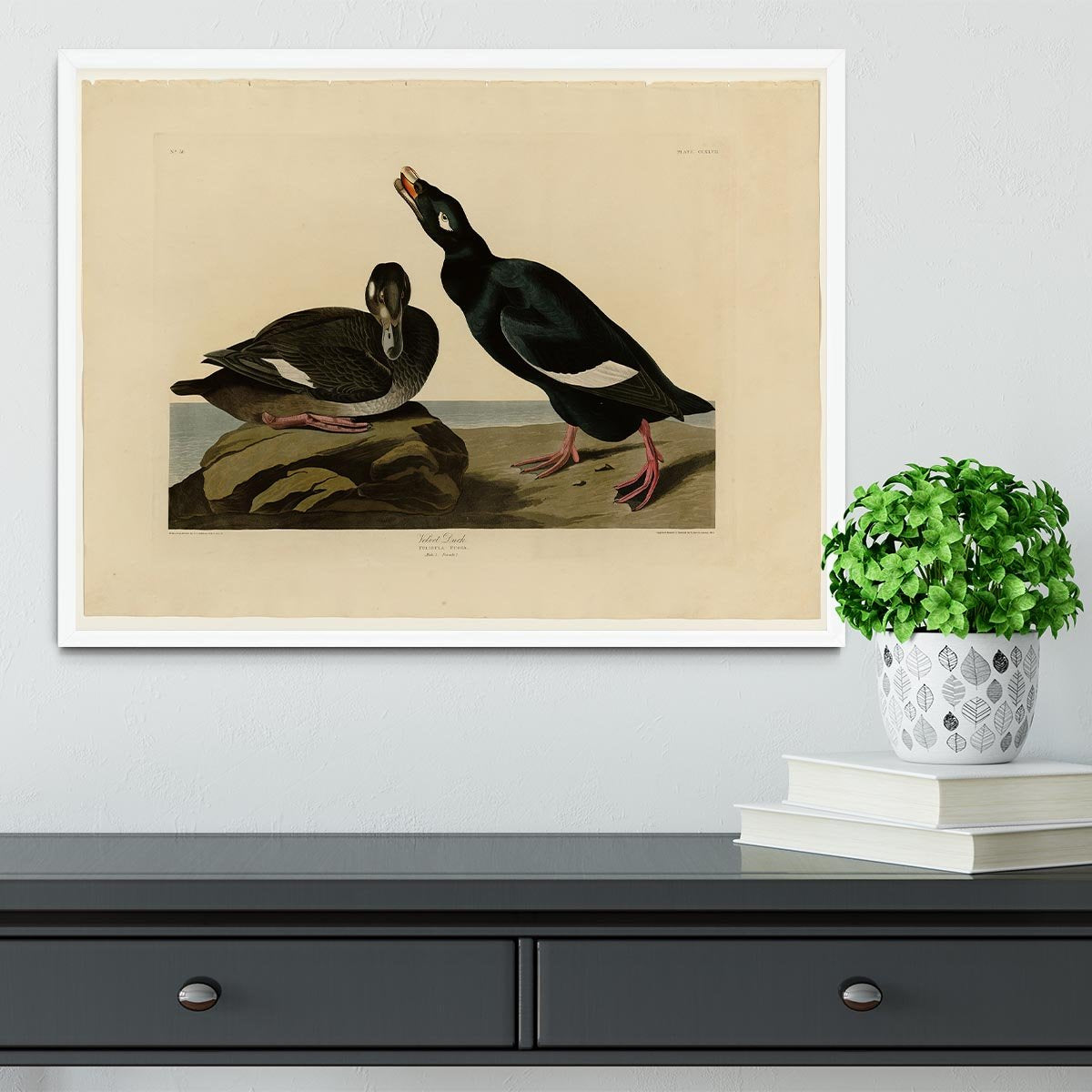 Velvet Duck by Audubon Framed Print - Canvas Art Rocks -6