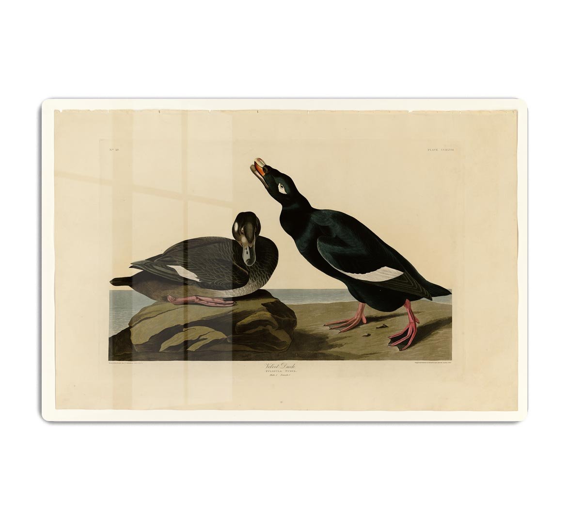 Velvet Duck by Audubon HD Metal Print - Canvas Art Rocks - 1