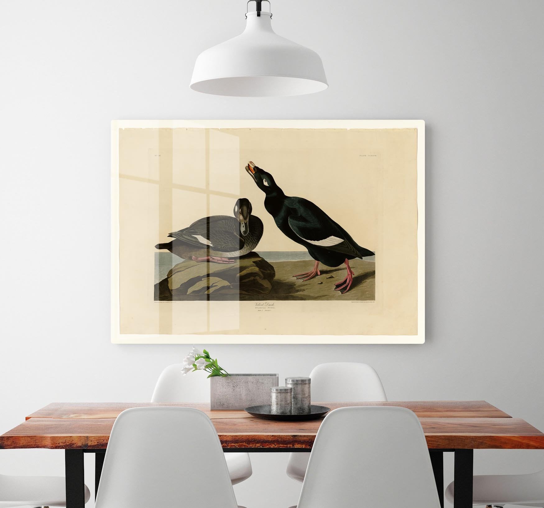 Velvet Duck by Audubon HD Metal Print - Canvas Art Rocks - 2