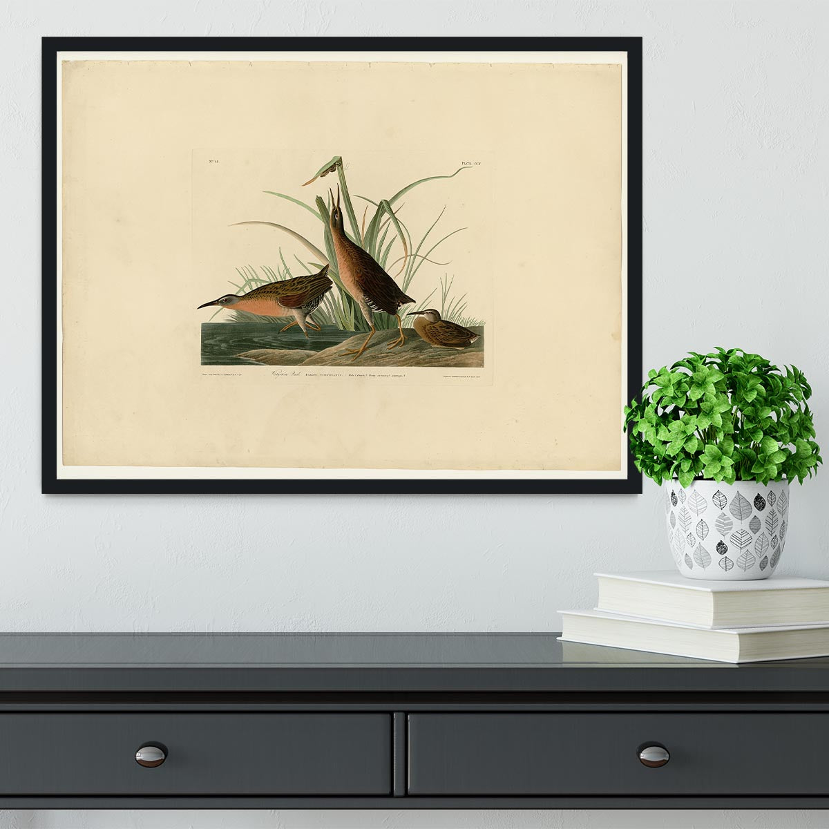 Virginia Rail by Audubon Framed Print - Canvas Art Rocks - 2