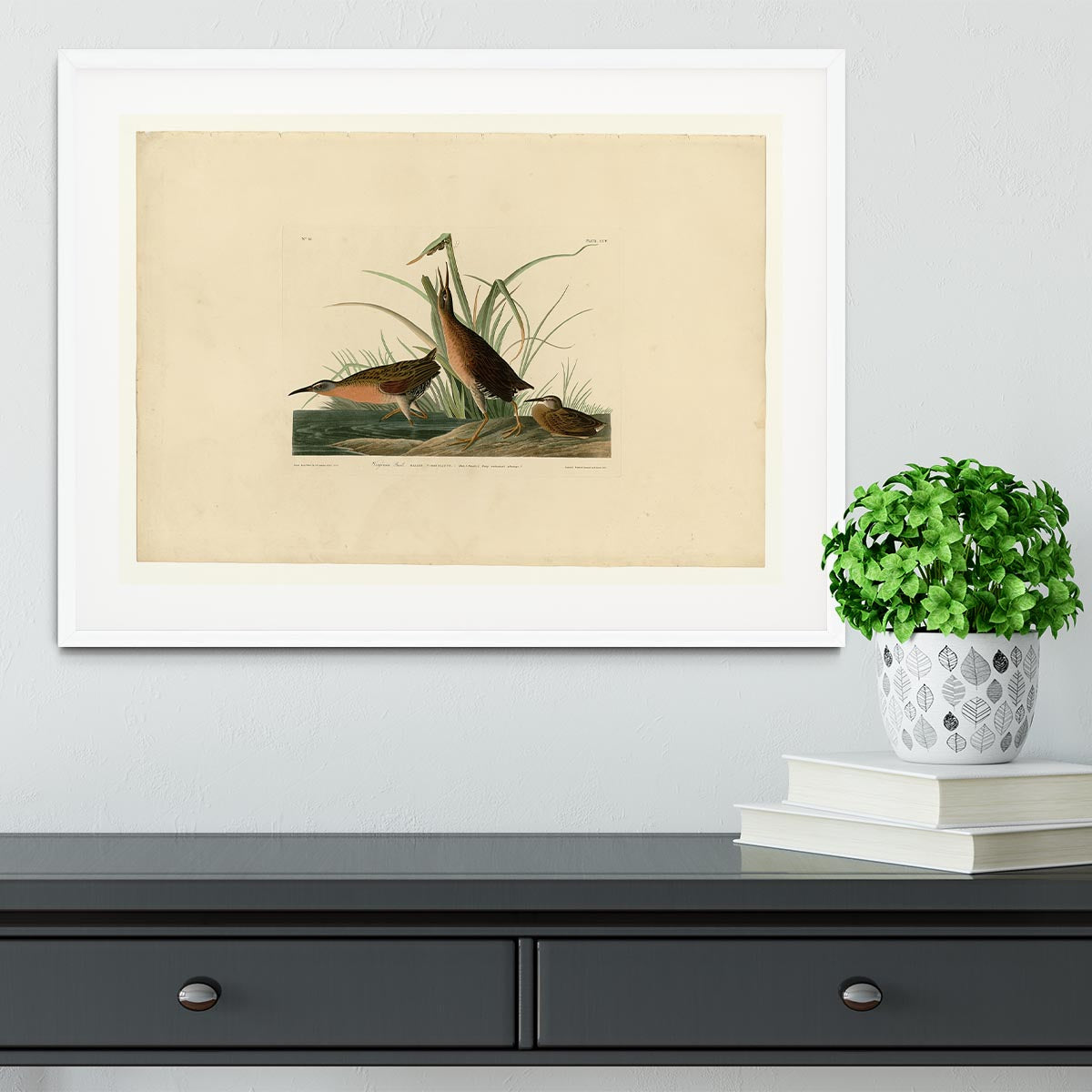 Virginia Rail by Audubon Framed Print - Canvas Art Rocks - 5