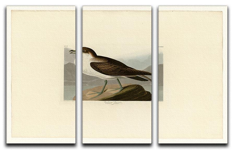 Wandering Shearwater by Audubon 3 Split Panel Canvas Print - Canvas Art Rocks - 1