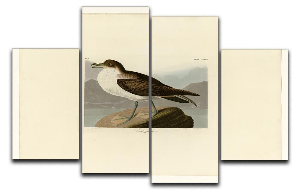 Wandering Shearwater by Audubon 4 Split Panel Canvas - Canvas Art Rocks - 1