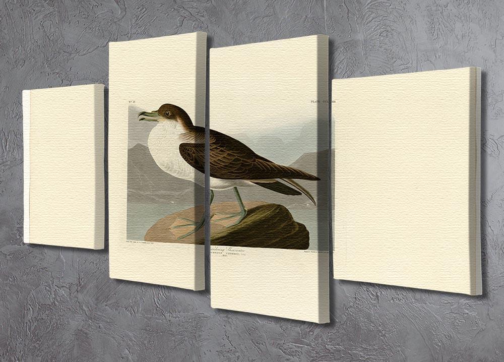 Wandering Shearwater by Audubon 4 Split Panel Canvas - Canvas Art Rocks - 2