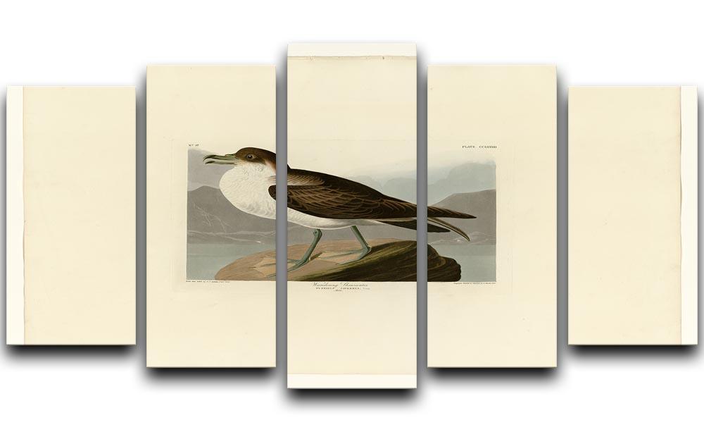 Wandering Shearwater by Audubon 5 Split Panel Canvas - Canvas Art Rocks - 1