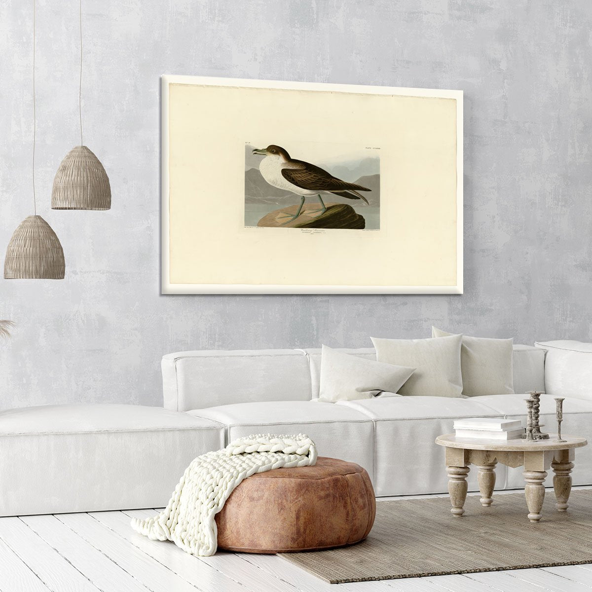 Wandering Shearwater by Audubon Canvas Print or Poster