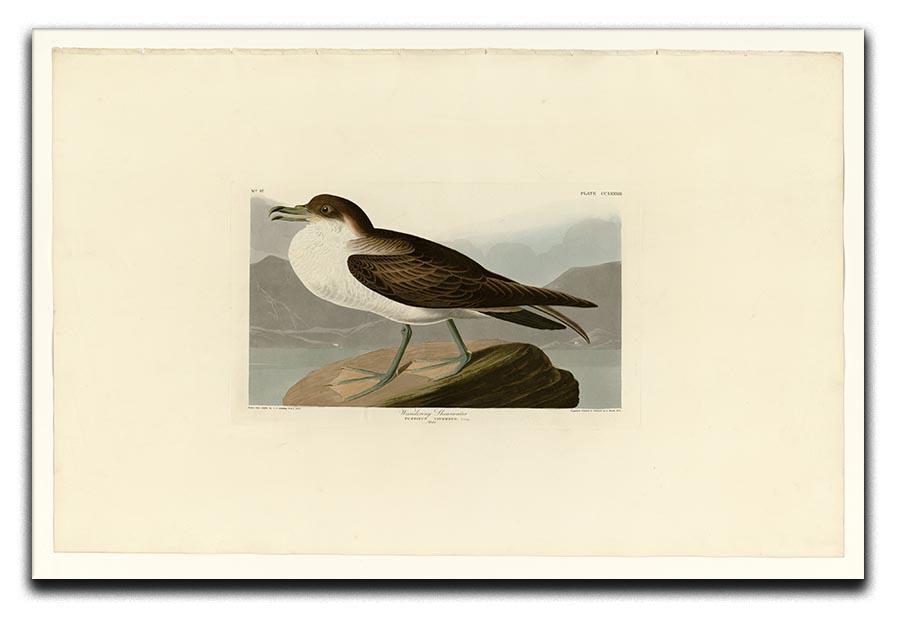 Wandering Shearwater by Audubon Canvas Print or Poster - Canvas Art Rocks - 1