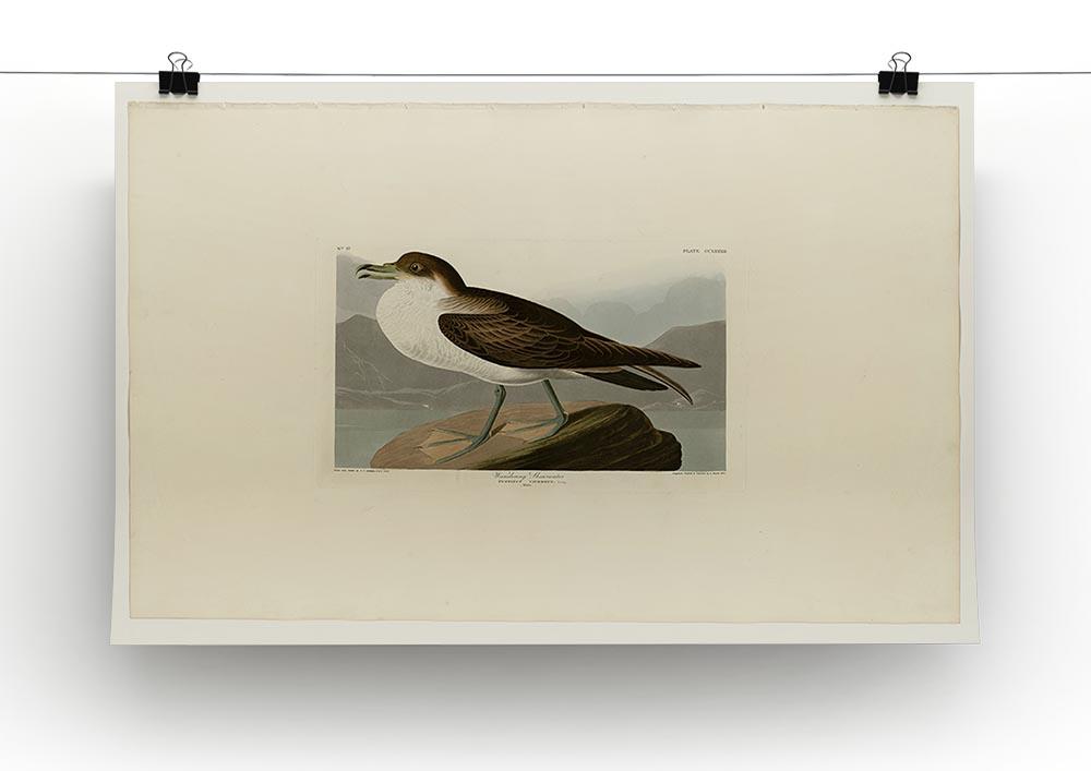 Wandering Shearwater by Audubon Canvas Print or Poster - Canvas Art Rocks - 2