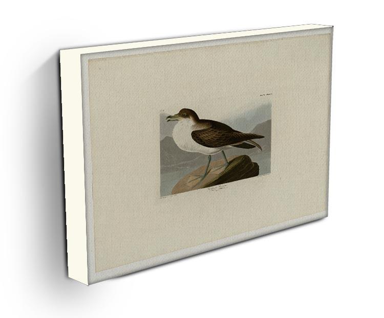 Wandering Shearwater by Audubon Canvas Print or Poster - Canvas Art Rocks - 3