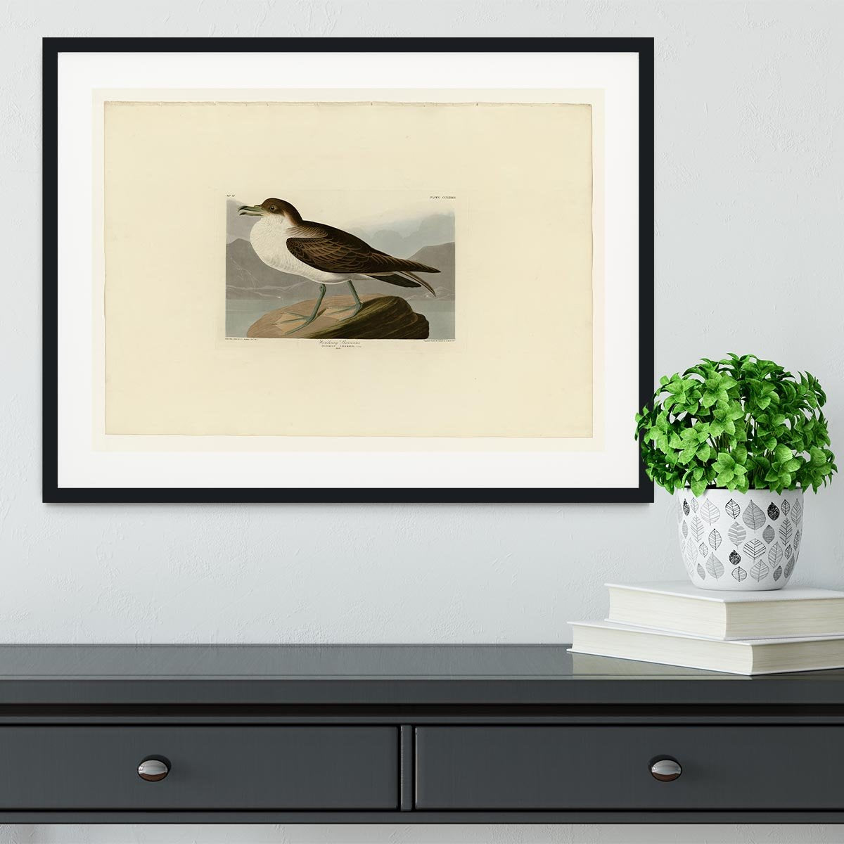 Wandering Shearwater by Audubon Framed Print - Canvas Art Rocks - 1