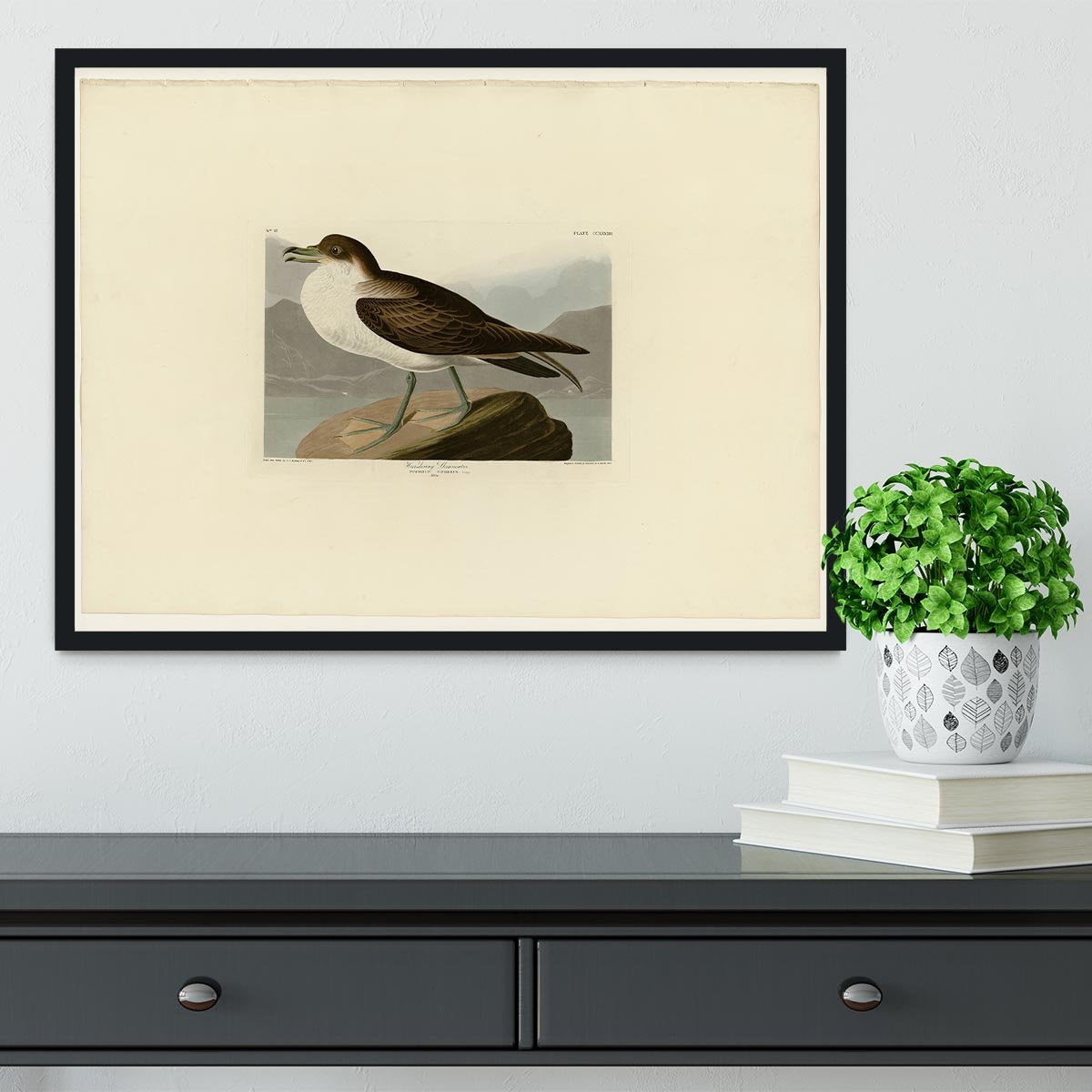 Wandering Shearwater by Audubon Framed Print - Canvas Art Rocks - 2