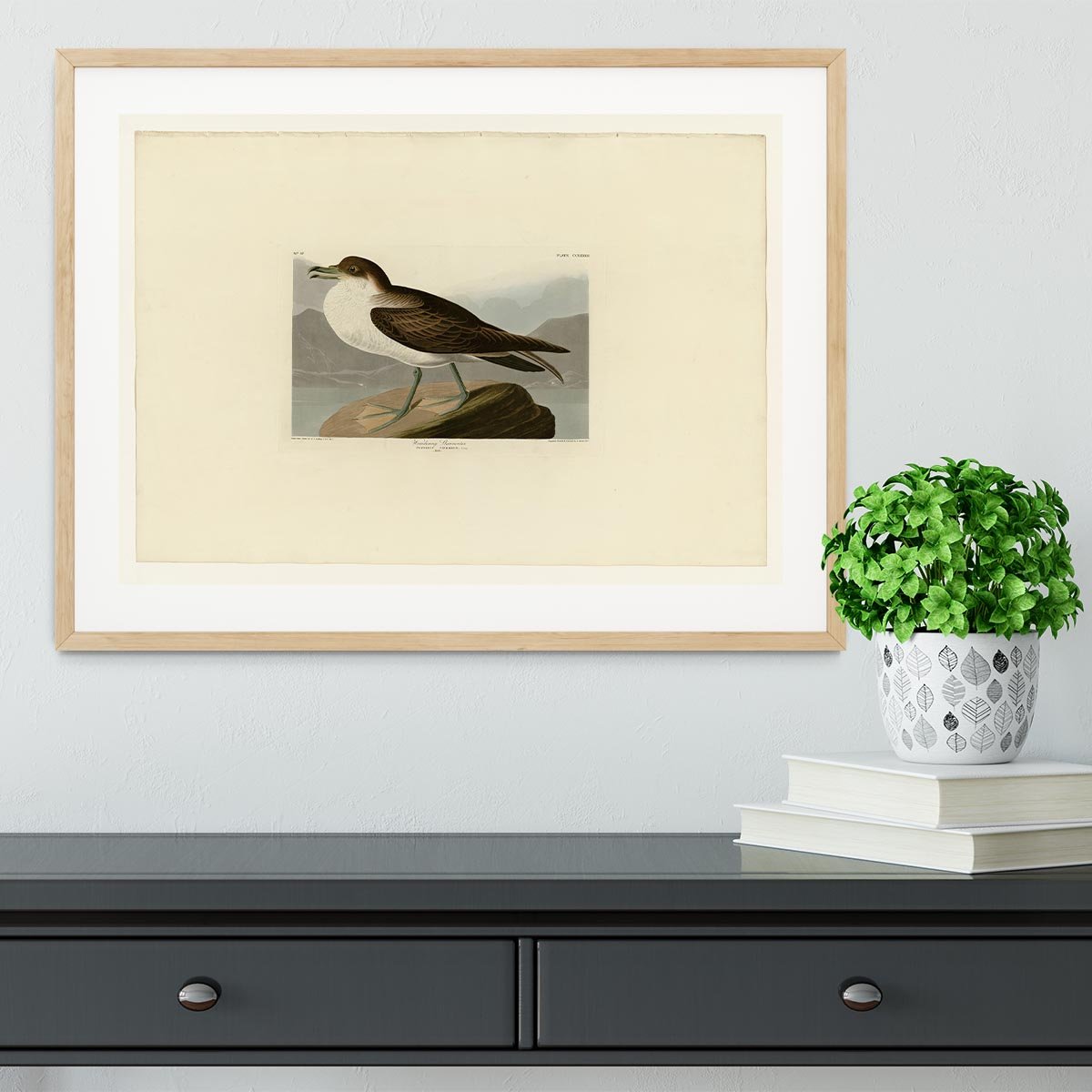Wandering Shearwater by Audubon Framed Print - Canvas Art Rocks - 3