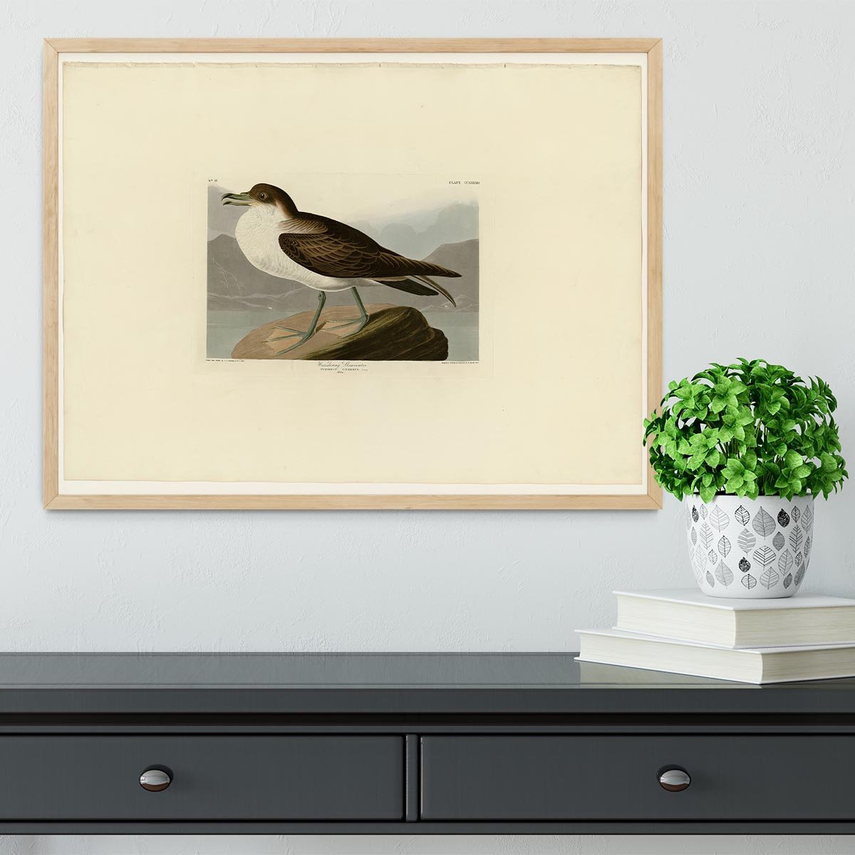 Wandering Shearwater by Audubon Framed Print - Canvas Art Rocks - 4