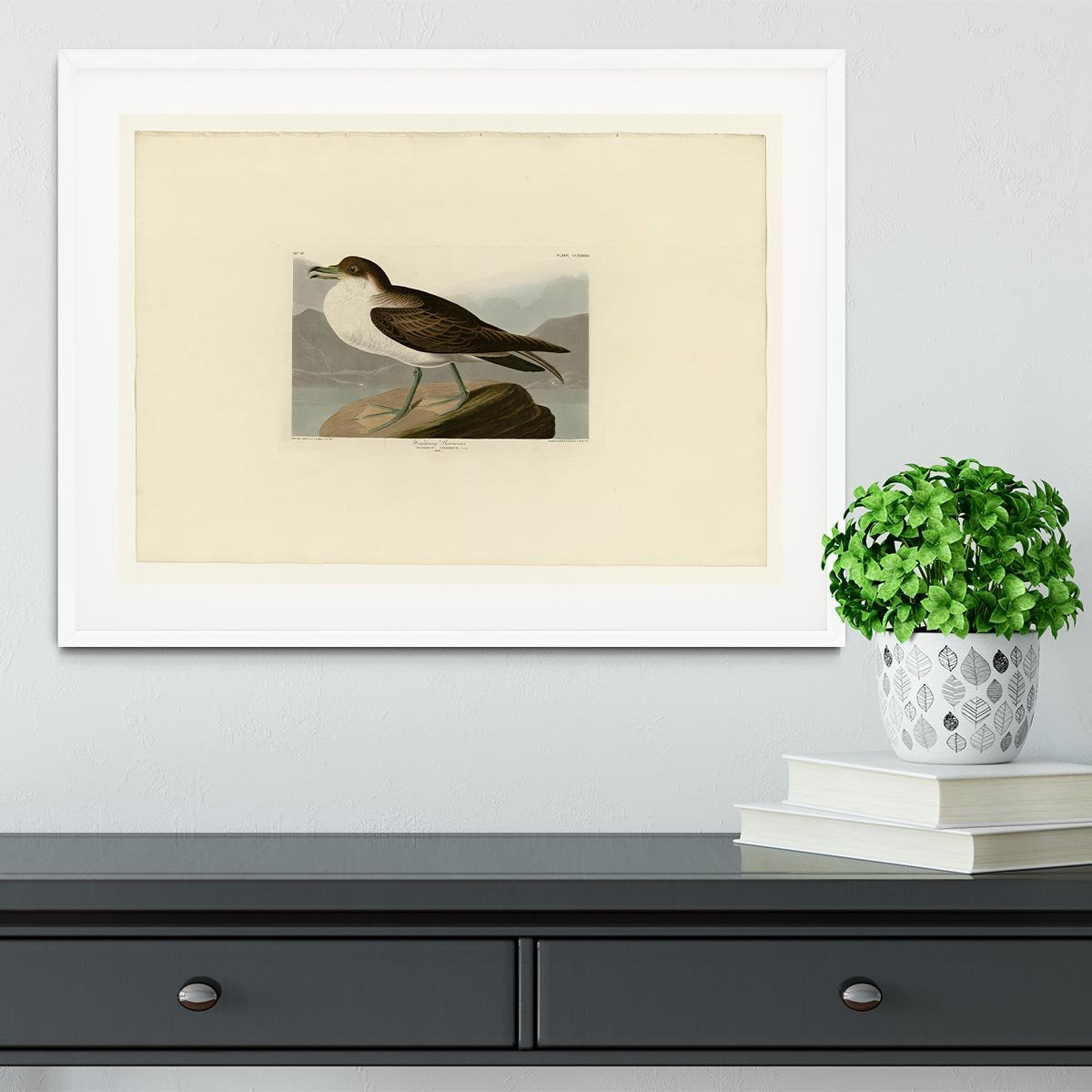Wandering Shearwater by Audubon Framed Print - Canvas Art Rocks - 5