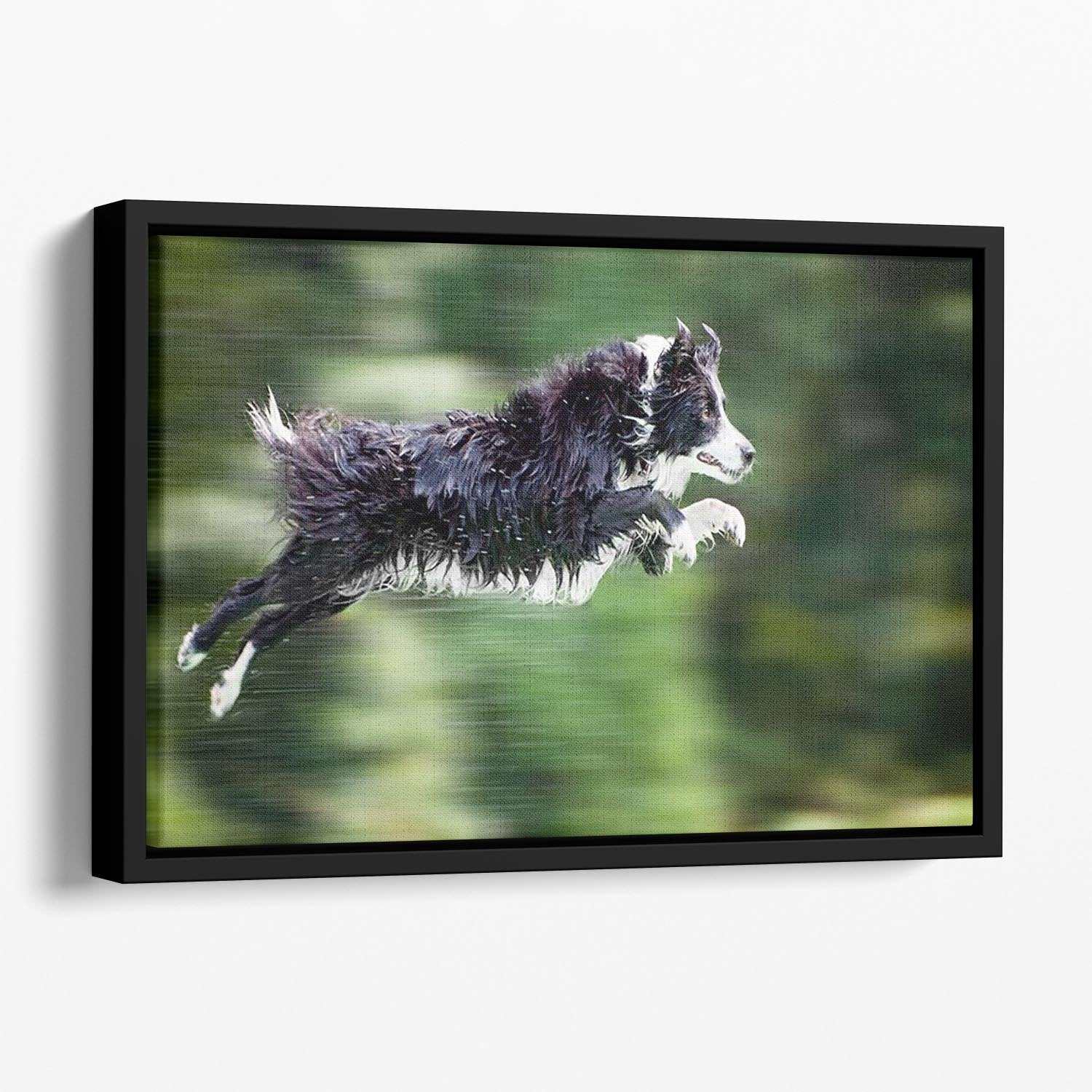 Wet border collie dog in midair Floating Framed Canvas - Canvas Art Rocks - 1