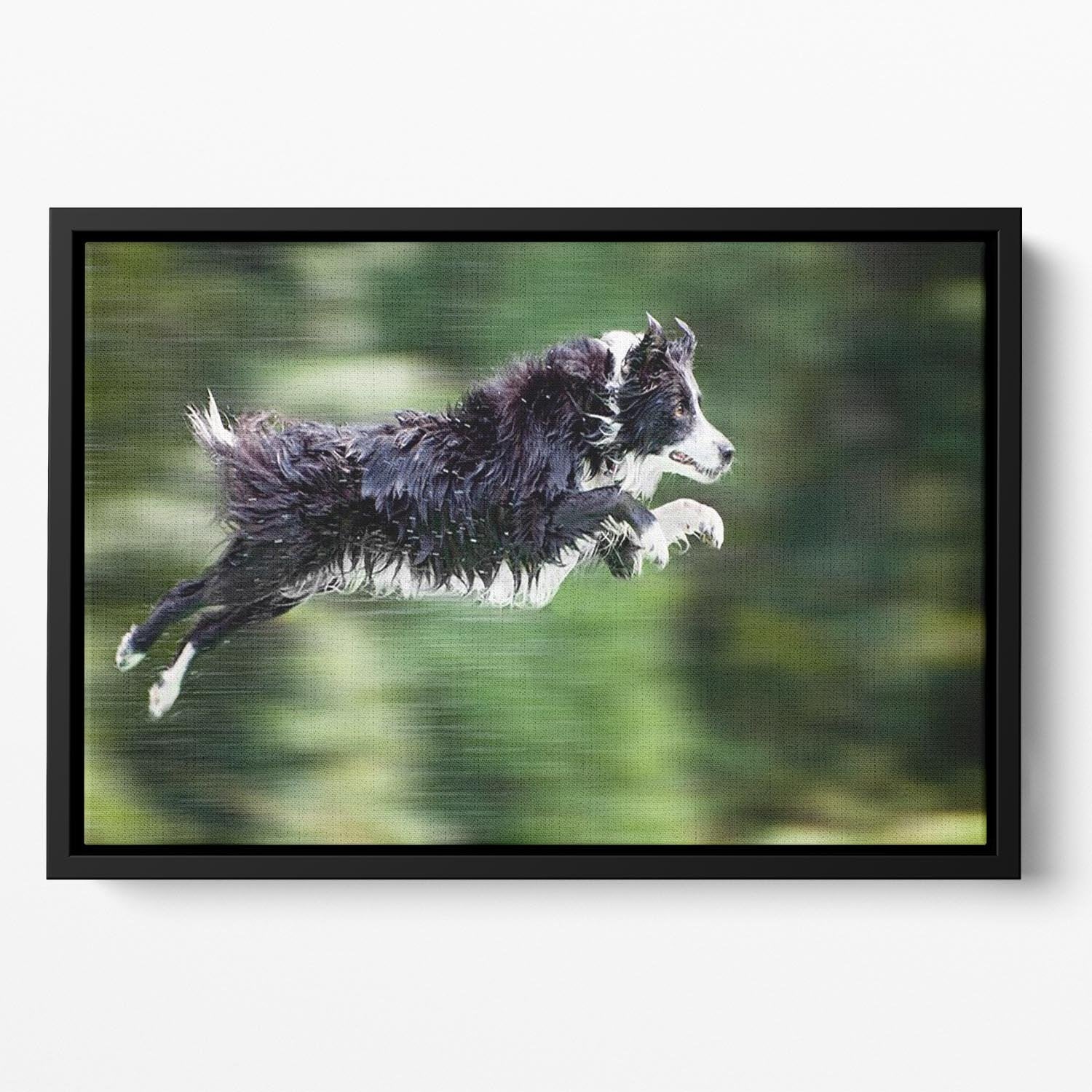 Wet border collie dog in midair Floating Framed Canvas - Canvas Art Rocks - 2