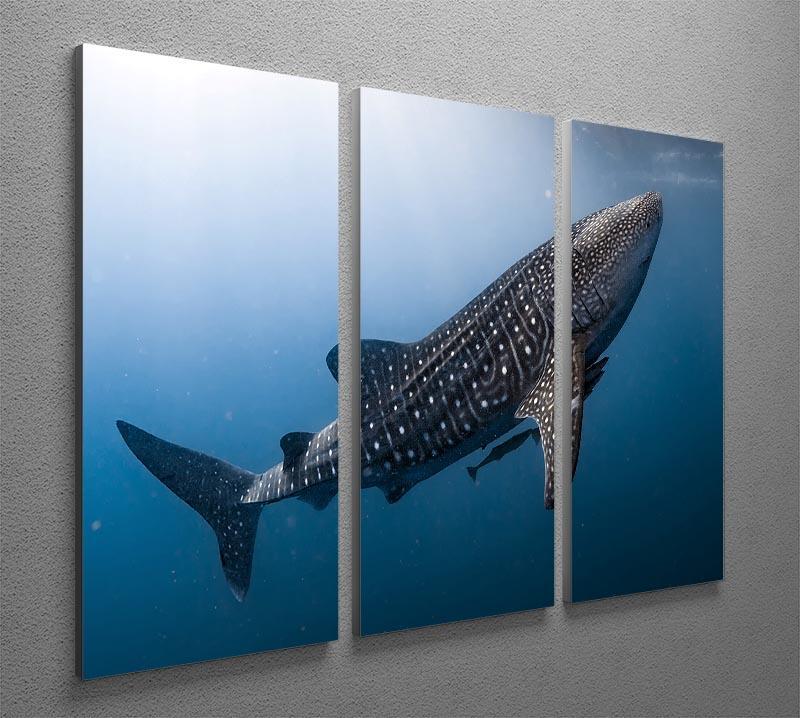 Whale Shark very near 3 Split Panel Canvas Print - Canvas Art Rocks - 2