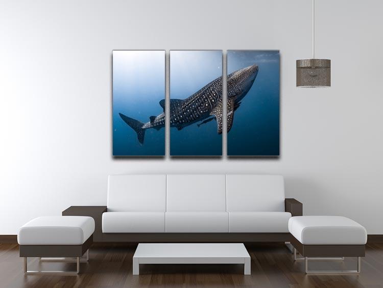 Whale Shark very near 3 Split Panel Canvas Print - Canvas Art Rocks - 3