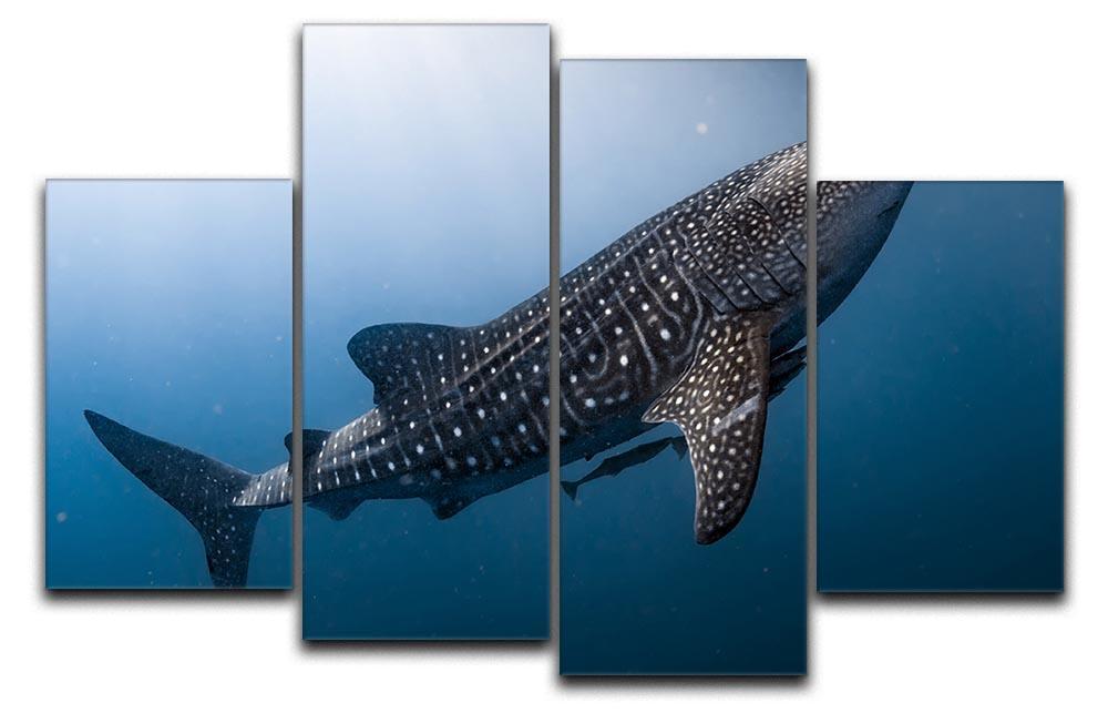 Whale Shark very near 4 Split Panel Canvas  - Canvas Art Rocks - 1