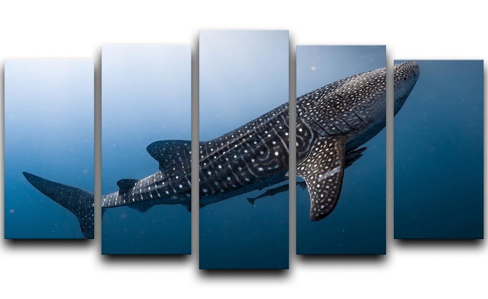 Whale Shark very near 5 Split Panel Canvas  - Canvas Art Rocks - 1