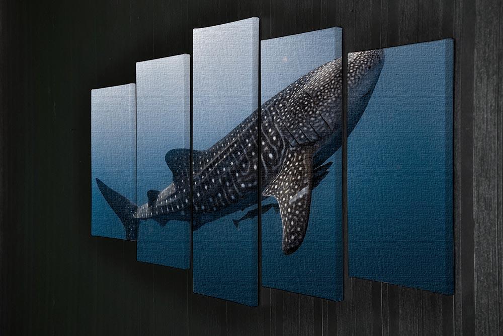 Whale Shark very near 5 Split Panel Canvas  - Canvas Art Rocks - 2