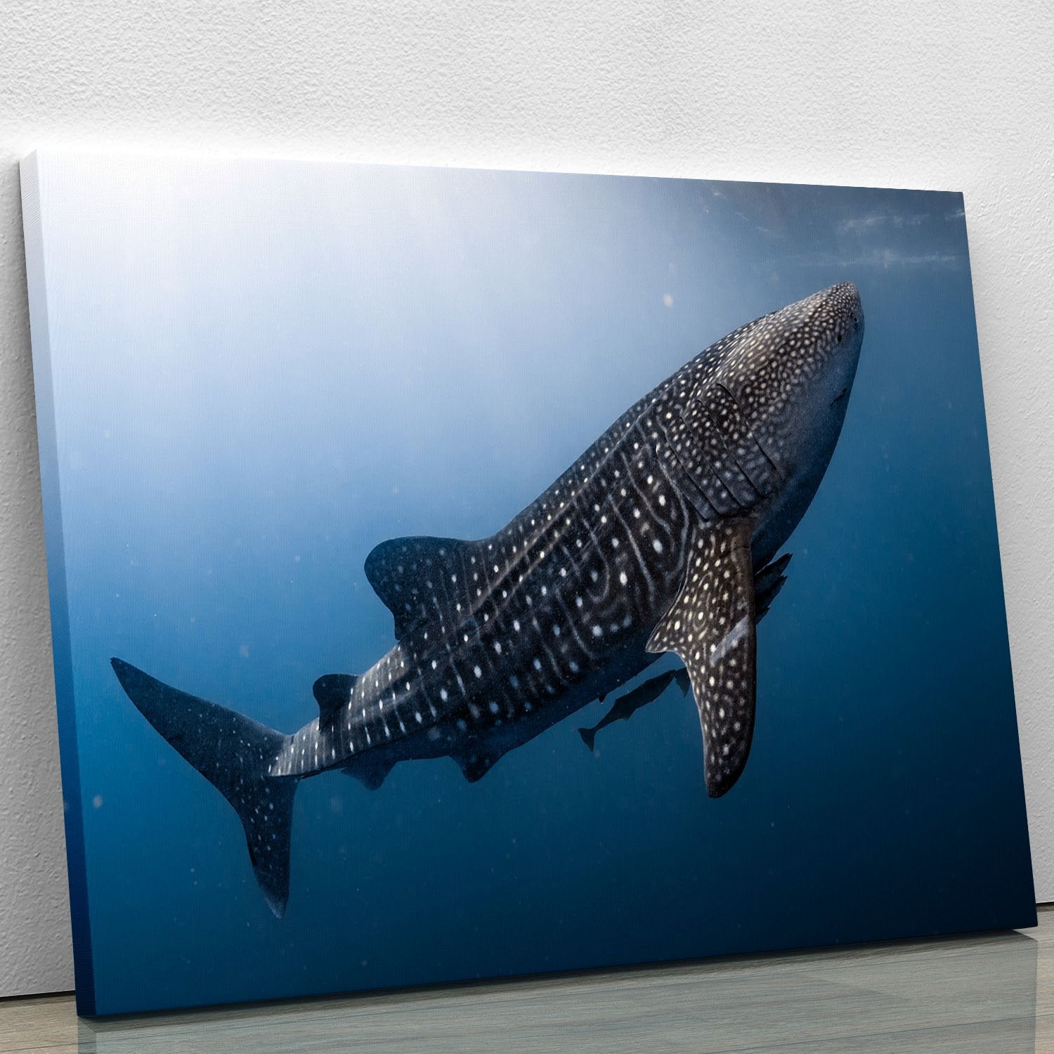 Whale Shark very near Canvas Print or Poster