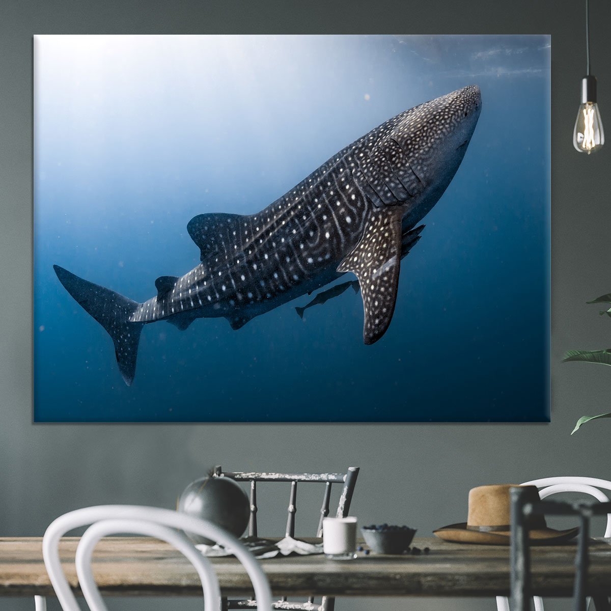 Whale Shark very near Canvas Print or Poster
