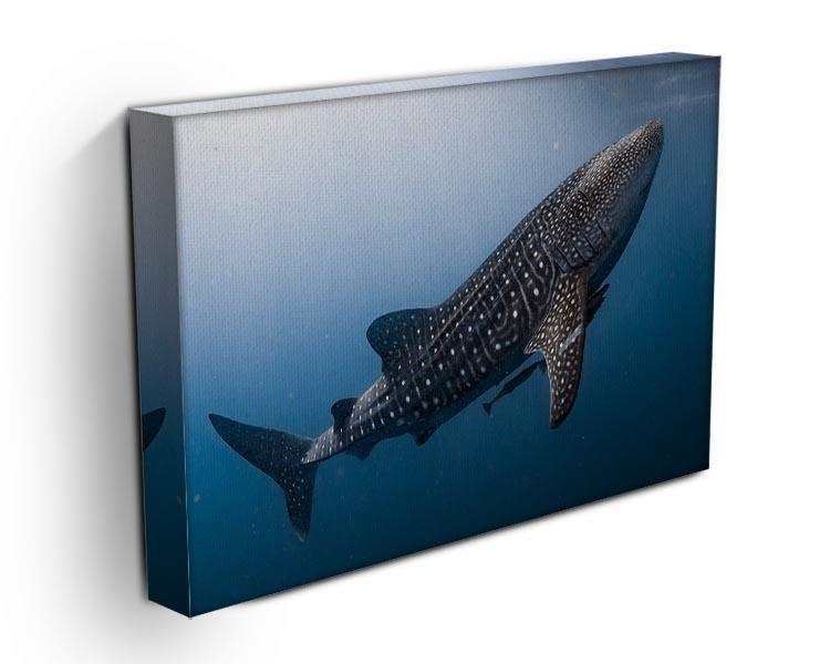 Whale Shark very near Canvas Print or Poster - Canvas Art Rocks - 3