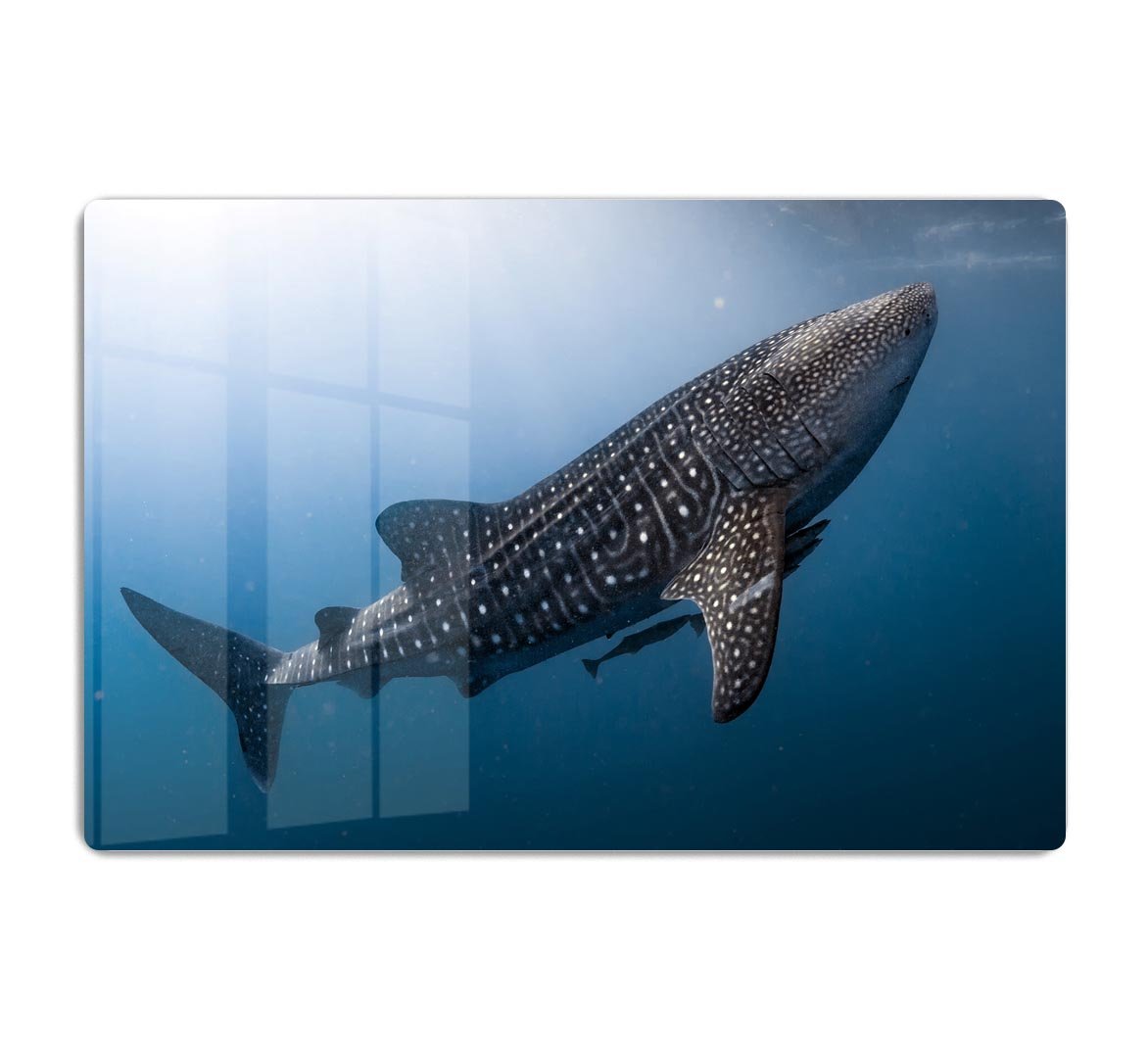 Whale Shark very near HD Metal Print