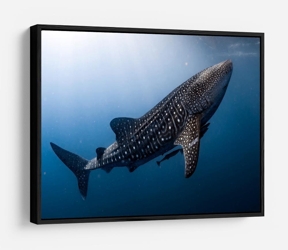 Whale Shark very near HD Metal Print