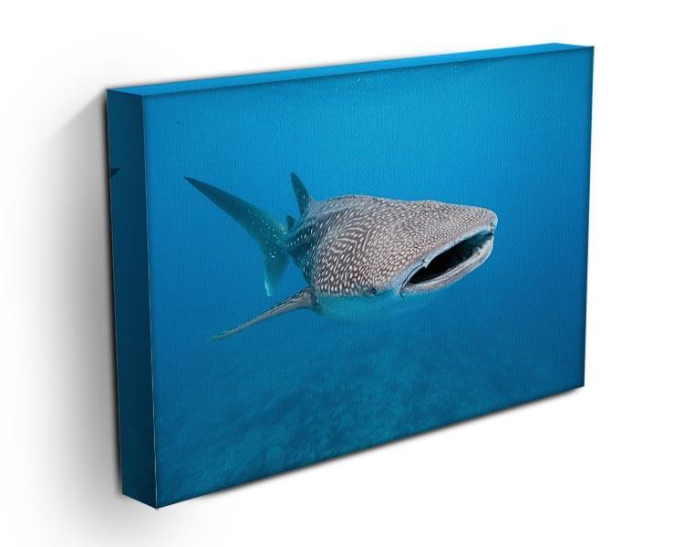 Whale shark Canvas Print or Poster - Canvas Art Rocks - 3