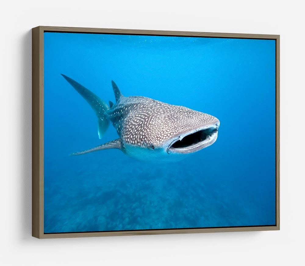Whale shark HD Metal Print