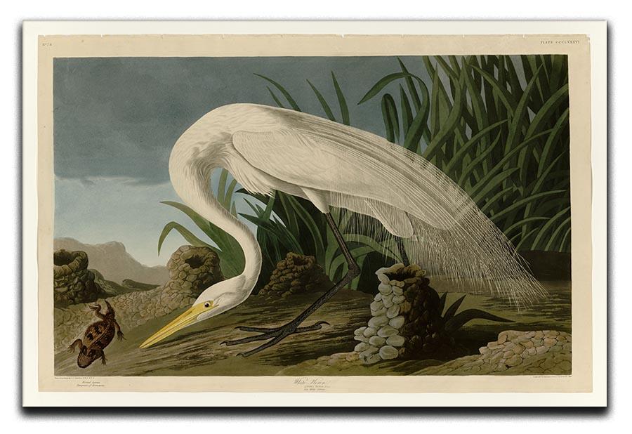 White Heron by Audubon Canvas Print or Poster - Canvas Art Rocks - 1