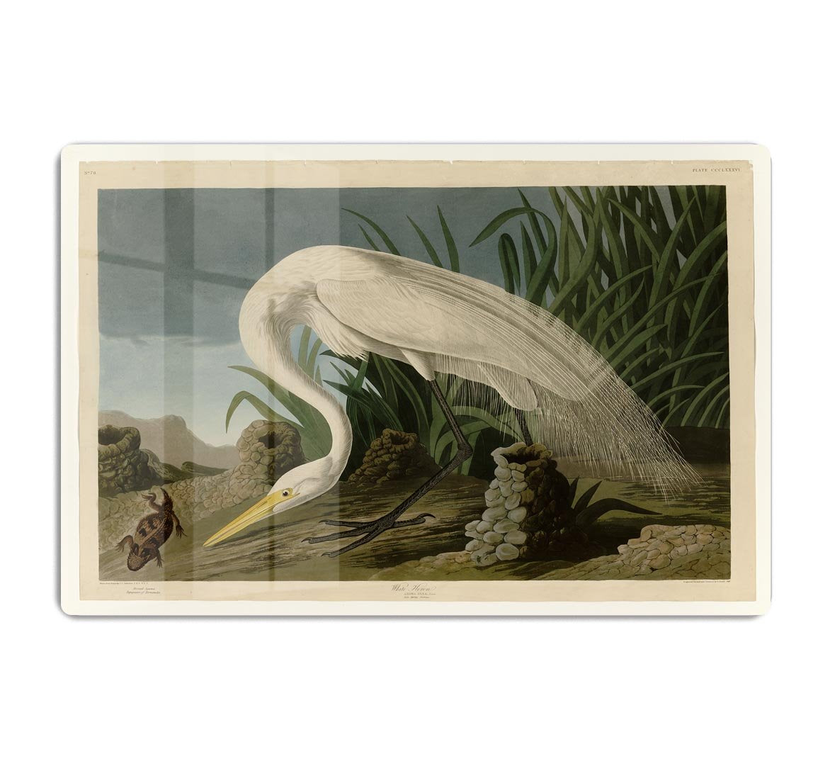White Heron by Audubon HD Metal Print - Canvas Art Rocks - 1