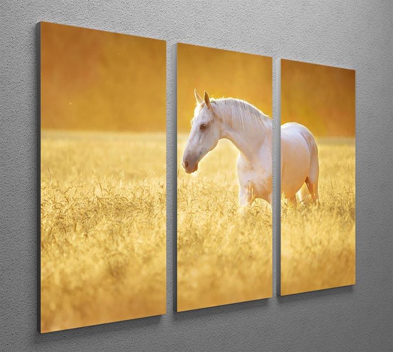 White Orlov trotter horse in rye 3 Split Panel Canvas Print - Canvas Art Rocks - 2