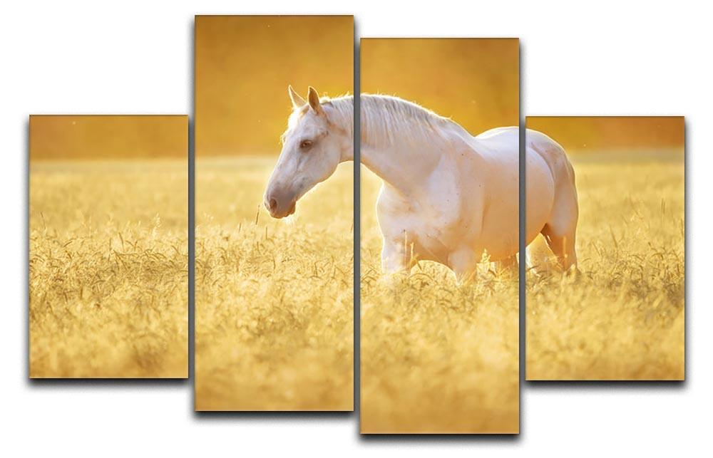 White Orlov trotter horse in rye 4 Split Panel Canvas - Canvas Art Rocks - 1