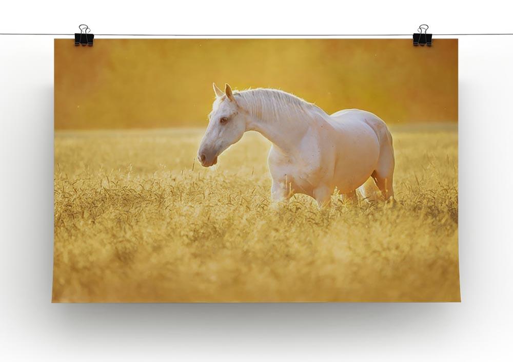 White Orlov trotter horse in rye Canvas Print or Poster - Canvas Art Rocks - 2