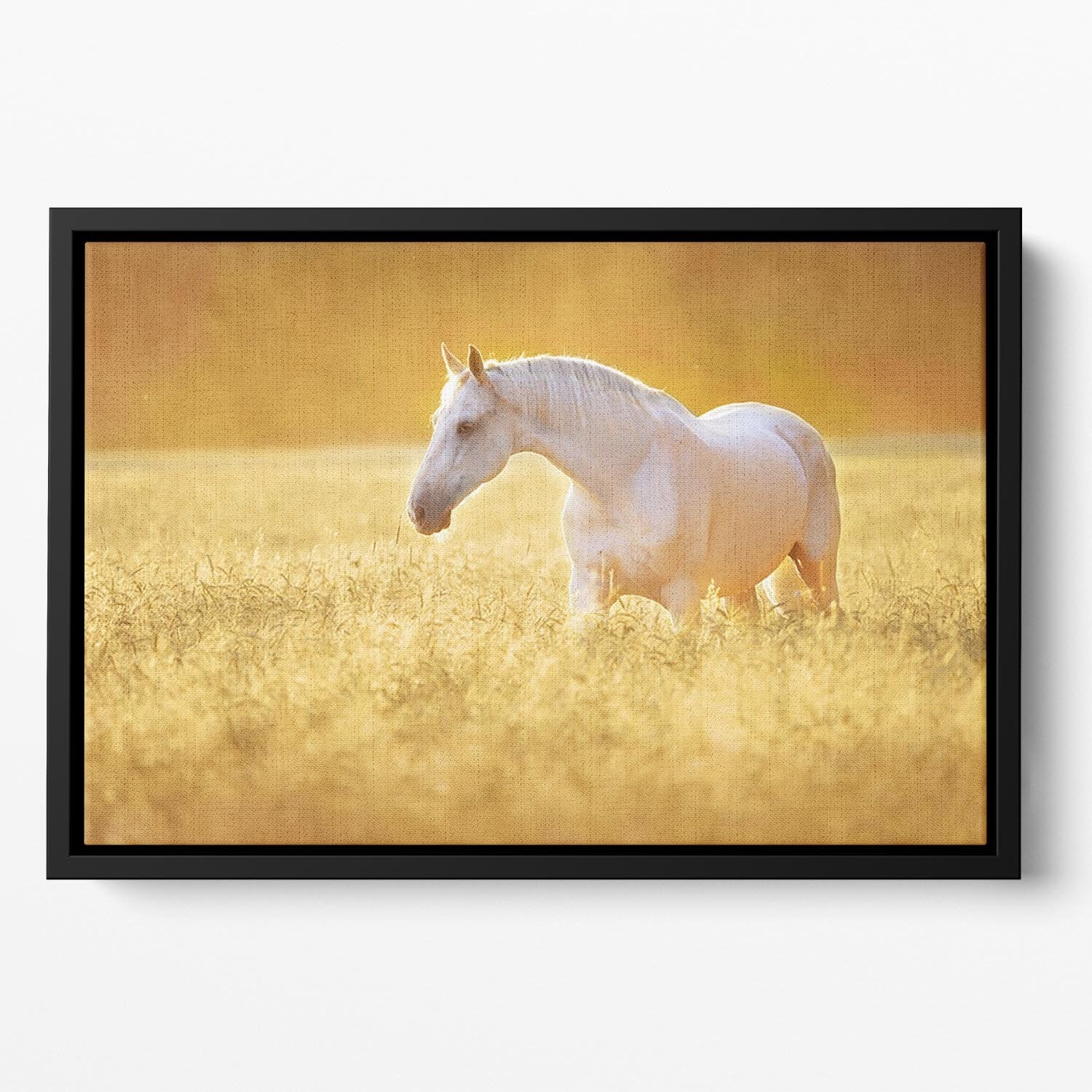 White Orlov trotter horse in rye Floating Framed Canvas - Canvas Art Rocks - 2