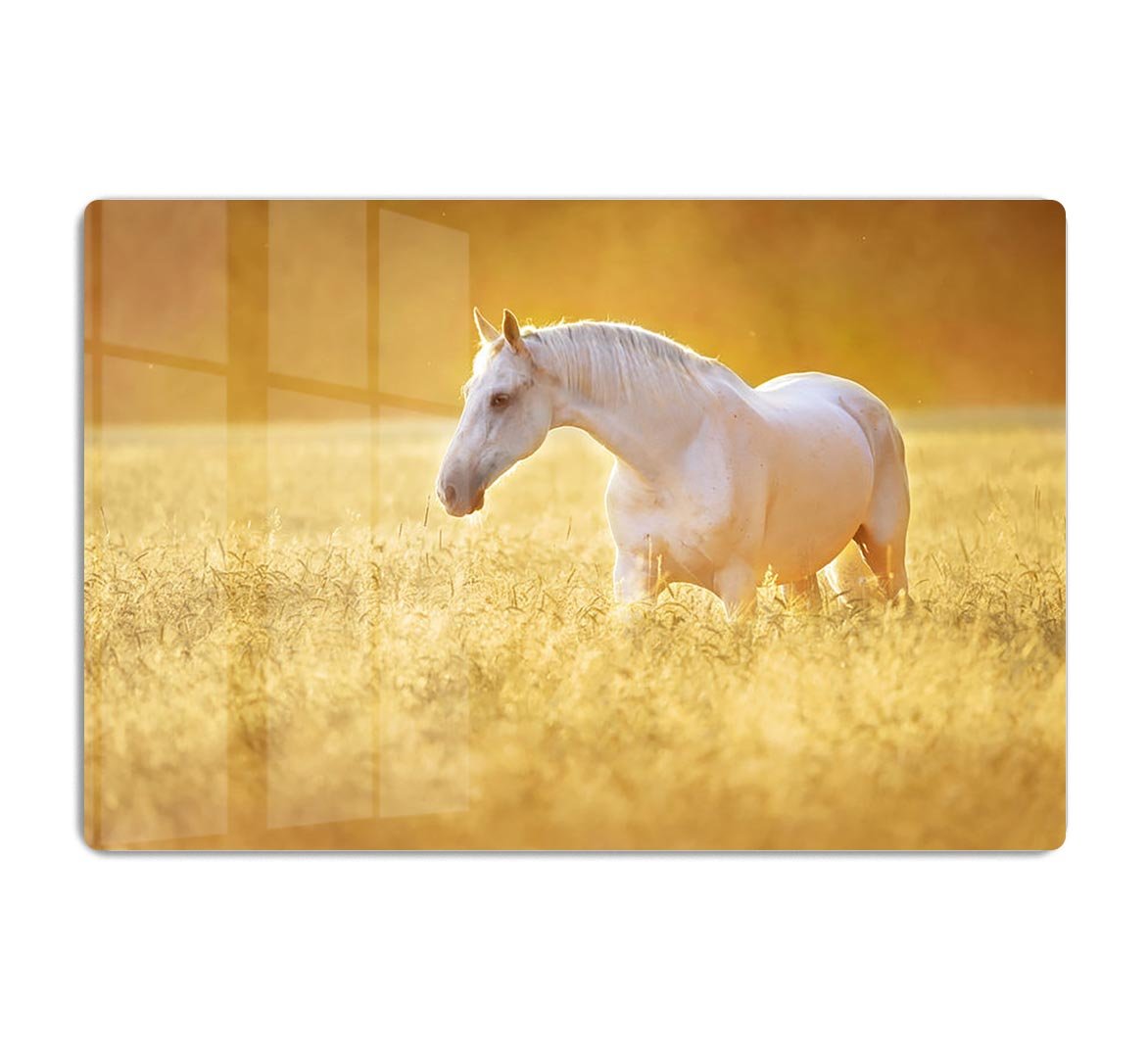 White Orlov trotter horse in rye HD Metal Print - Canvas Art Rocks - 1