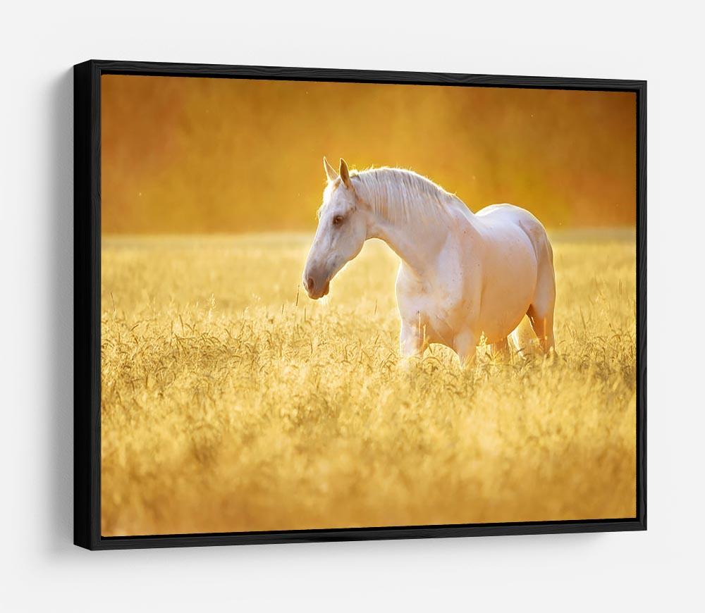 White Orlov trotter horse in rye HD Metal Print - Canvas Art Rocks - 6