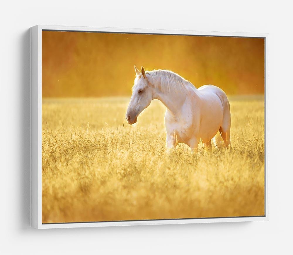 White Orlov trotter horse in rye HD Metal Print - Canvas Art Rocks - 7