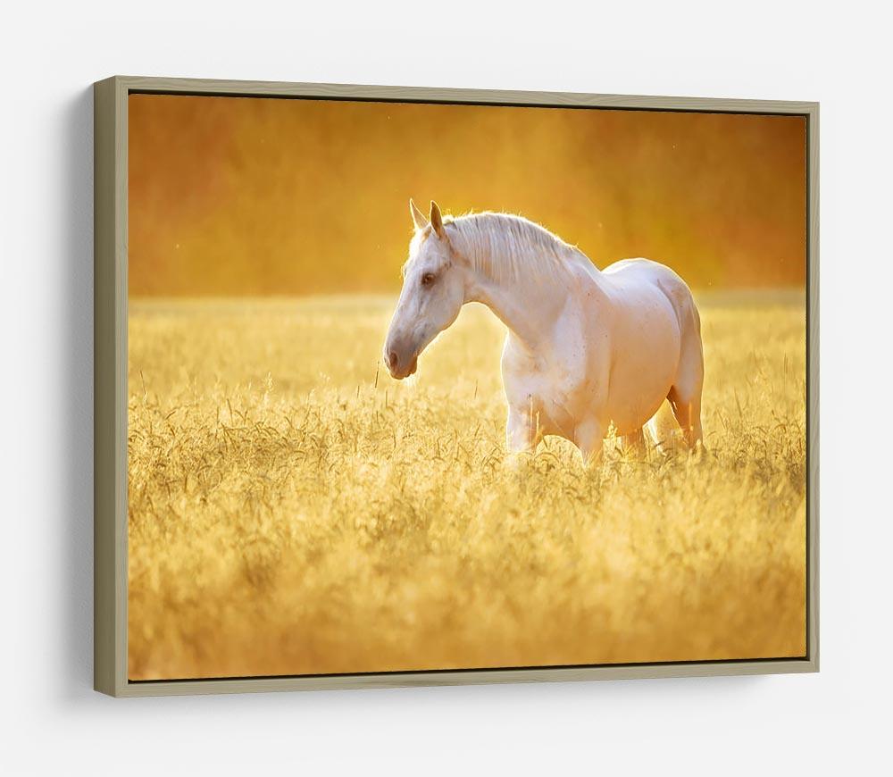 White Orlov trotter horse in rye HD Metal Print - Canvas Art Rocks - 8