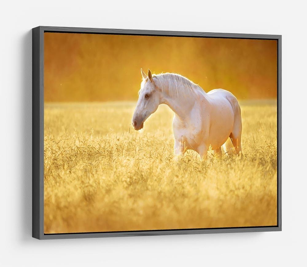 White Orlov trotter horse in rye HD Metal Print - Canvas Art Rocks - 9