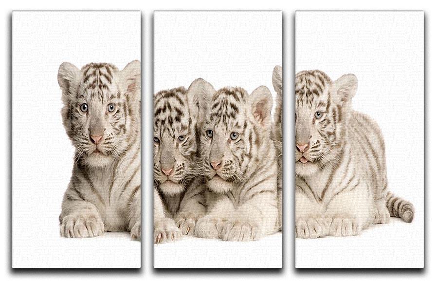 White Tiger cubs 2 months 3 Split Panel Canvas Print - Canvas Art Rocks - 1